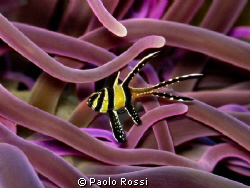 Pterapogon kauderni - Banggai cardinalfish by Paolo Rossi 